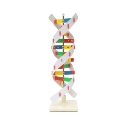 Объемная модель Структура ДНК 1