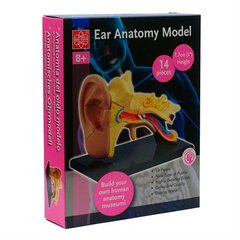 Модель анатомії вуха 1
