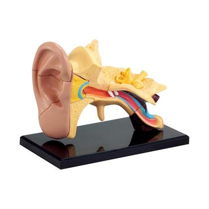 Модель анатомії вуха 4