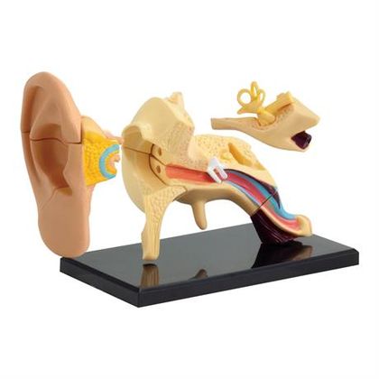 Модель анатомії вуха 2