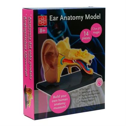Модель анатомия уха 1