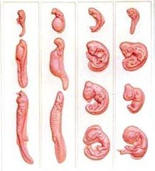 Барельефная модель Эмбриональное развитие животного 1