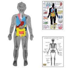 Скелет людини з органами з плакатами-вказівками 1