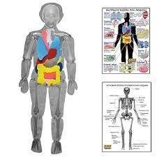 Модель тела человека разборная с органами с плакатами 1
