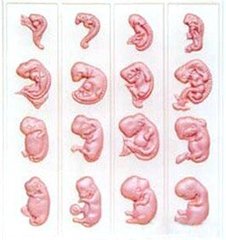 Барельефная модель Эмбриональное развитие человека 1