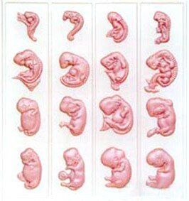 Барельєфна модель Ембріональний розвиток людини 1