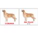 Навчальні картки Свійські тварини/Haustiere німецька мова