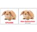Навчальні картки Свійські тварини/Haustiere німецька мова