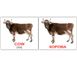 Навчальні картки Свійські тварини/Domestic animals російська мова