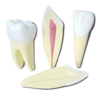 Об'ємна модель Будова зуба людини 1