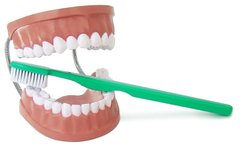 Об'ємна модель Гігієна зубів. Верхня та нижня щелепи людини 1