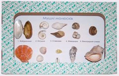 Коллекция Ракушки моллюсков 1