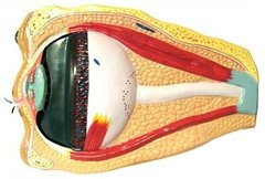 Барельєфна модель Будова ока людини 1