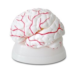 Об'ємна модель Головний мозок людини з артеріями 1