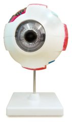 Объемная модель Глаз человека 1