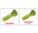 Навчальні картки Овочі/Vegetables  російська мова