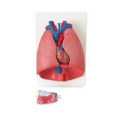 Об'ємна модель Легені людини 1