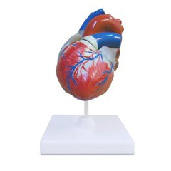 Об'ємна модель Серце людини 1
