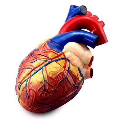 Об'ємна модель Серце людини велике 1
