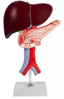 Об'ємна модель Печінка людини 1