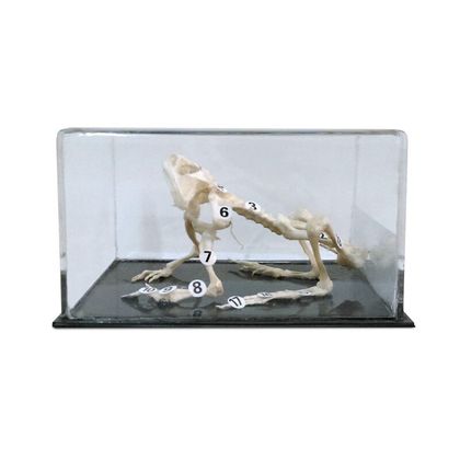 Об'ємна модель Скелети хордових Скелет жаби 1