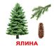 Навчальні картки Дерева картон російська мова