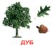 Учебные карточки Деревья картон русский язык