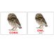 Навчальны картки Птахи/Birds російська мова