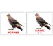 Учебные карточки Птицы/Birds русский язык