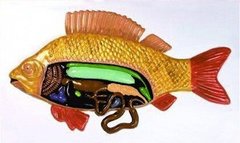 Барельефная модель Внутреннее строение рыбы 1