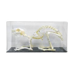 Объемная модель Скелеты хордовых Скелет кролика 1