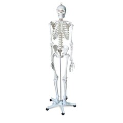 Об'ємна модель Скелет людини 170 см 1