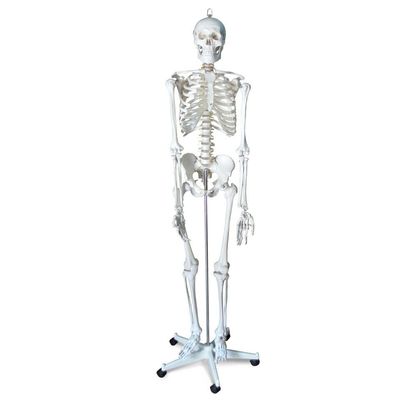 Объемная модель Скелет человека 170 см 1