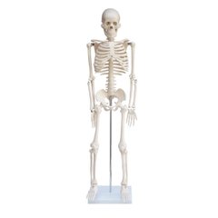 Объемная модель Скелет человека 85 см 1