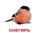 Учебные карточки Птицы, Картон, Русский