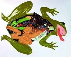 Барельєфна модель Внутрішня будова жаби 1