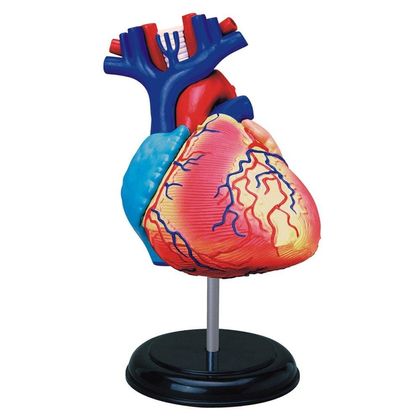 Демонстраційна модель Серце Анатомія людини 1
