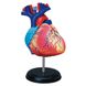 Демонстрационная модель Сердце Анатомия человека