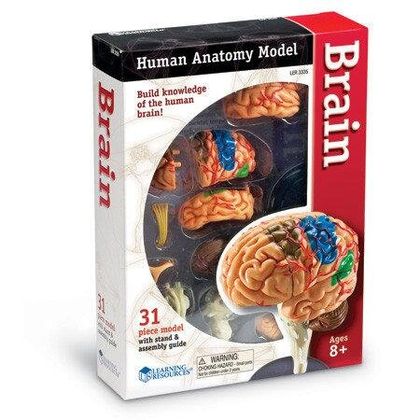 Демонстрационная модель Мозг Анатомия человека 2