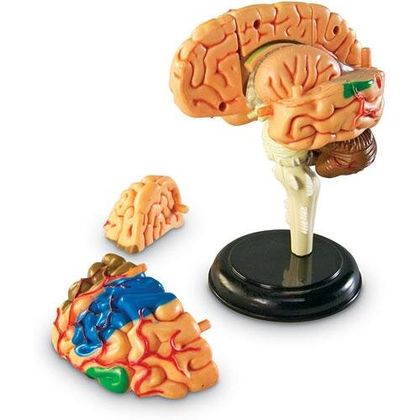 Демонстраційна модель Мозок Анатомія людини 3