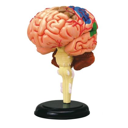 Демонстрационная модель Мозг Анатомия человека 1