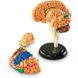 Демонстрационная модель Мозг Анатомия человека
