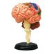 Демонстрационная модель Мозг Анатомия человека