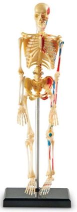 Демонстраційна модель Скелет Анатомія людини 3