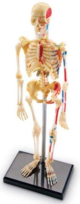 Демонстрационная модель Скелет Анатомия человека 1