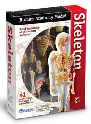 Демонстраційна модель Скелет Анатомія людини 2