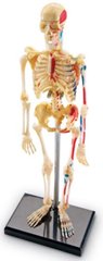 Демонстраційна модель Скелет Анатомія людини 1