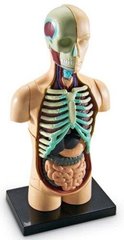 Демонстраційна модель Система органів тіла людини 1