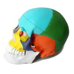Об'ємна модель Череп людини з розфарбованими кістками 1