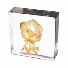 Образец в прозрачном пластике Медуза 1
